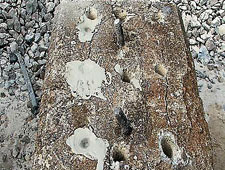 Concrete pedestal with holes filled full of Bustar expansive grout.